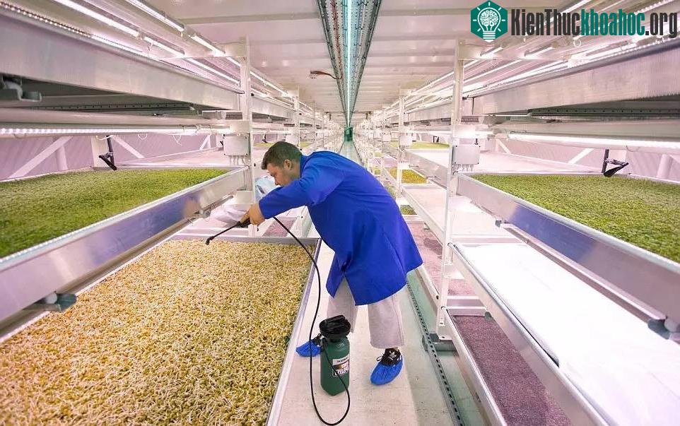 Rau được trồng trên những tấm thảm tái chế bằng kỹ thuật thủy canh không cần đất (hydroponics).