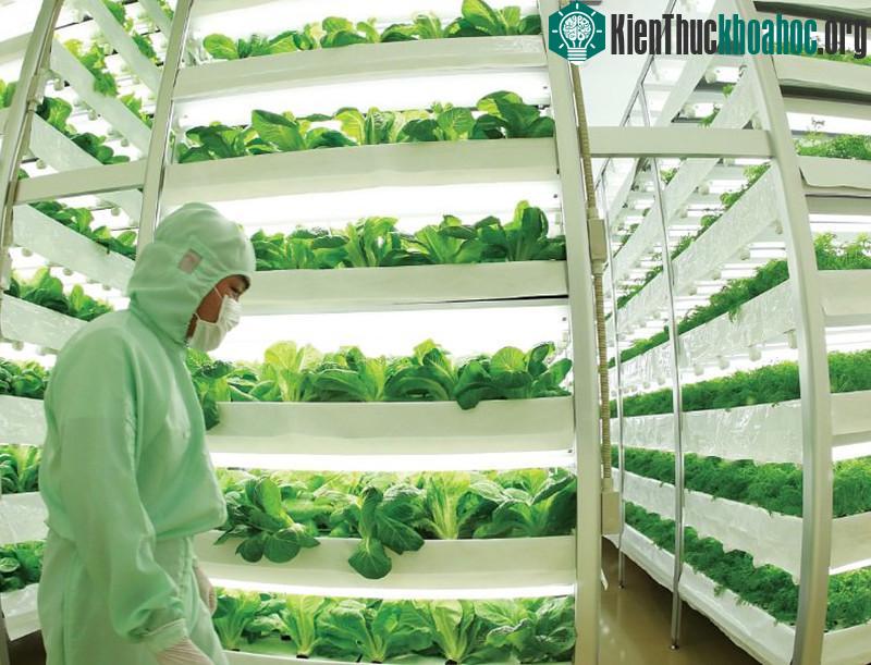 Nuvege là một trang trại dạng thẳng đứng trồng cây trong nước (hydroponic).