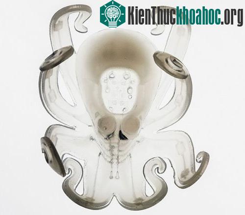 Octobot với lớp vỏ trong suốt, không màu.