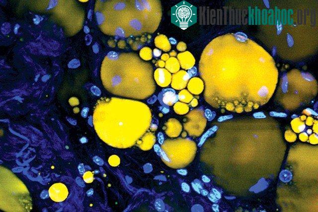 Tìm thấy 3 cách biến tế bào con người thành tia laser