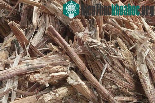 Phát minh mới của khoa học Mỹ tạo ra nhiên liệu máy bay làm từ bã mía
