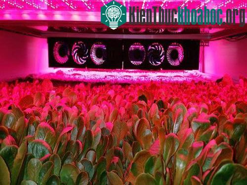 Trồng rau gần như không dùng đất và nước