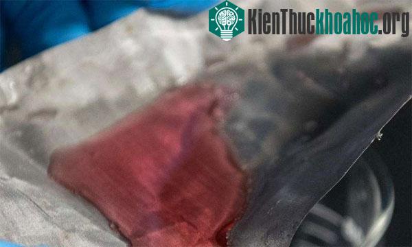 Hình ảnh một tấm lưới bằng thép không gỉ có lớp phủ đẩy dầu. Dầu (màu đỏ) bị giữ lại trên tấm lưới, trong khi đó nước có thể chảy xuyên qua. ​