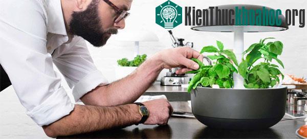 Ảnh: plantui.com