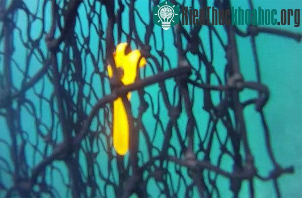 Hệ thống lưới Remora. (Ảnh: twitter)