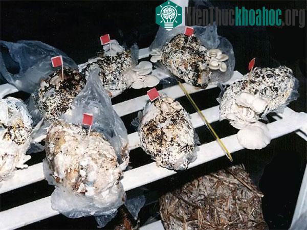 Các nhà nghiên cứu khẳng định, nấm trồng từ bỉm đã qua sử dụng không độc và có hướng vị cũng như hàm lượng dinh dưỡng như nấm trồng theo những cách thông thường khác. (Ảnh: Daily Mail)