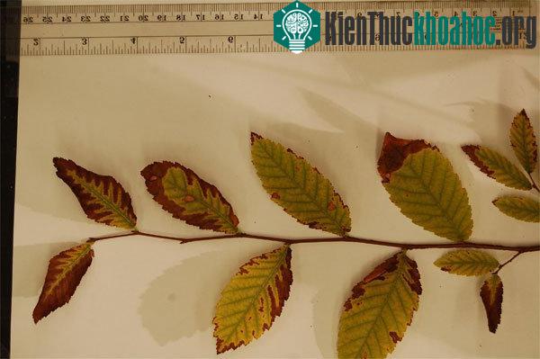 Một cành cây bị hư lá do phơi nhiễm với thành phần của thuốc nổ.