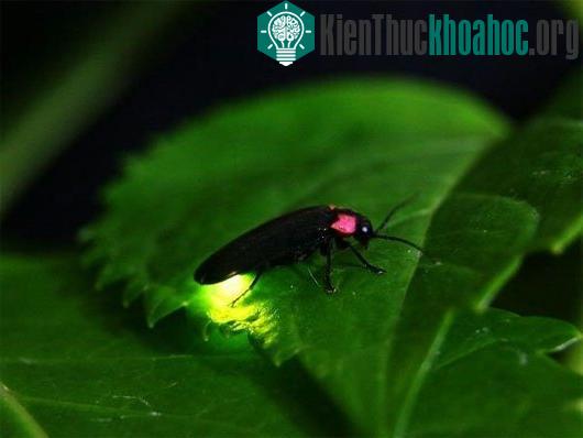 Đom đóm mang đến ý tưởng giúp đèn LED tăng độ sáng