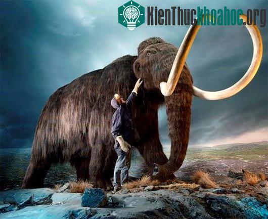 Voi mamut sẽ hồi sinh? (Ảnh: livescience)