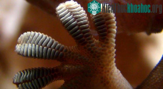 Hình ảnh chân tắc kè - nơi có hàng triệu sợi lông nhỏ sinh ra lực điện Van der Waals giúp tắc kè ​
