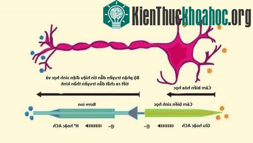 Sơ đồ cấu tạo của nơron nhân tạo. (Ảnh: Popsci)