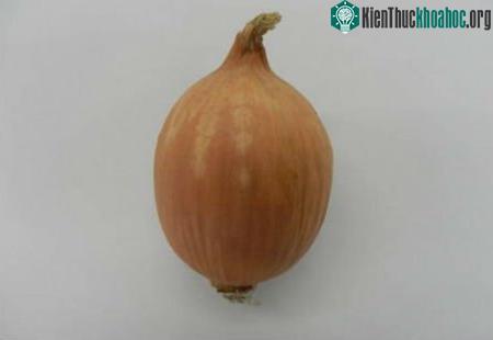 Hành không cay mắt là một phát minh đột phá lớn trong công nghệ sản xuất Nhật