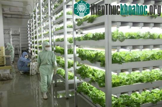 Nhật Bản: Nông trại trong nhà năng suất gấp 100 lần ngoài đồng