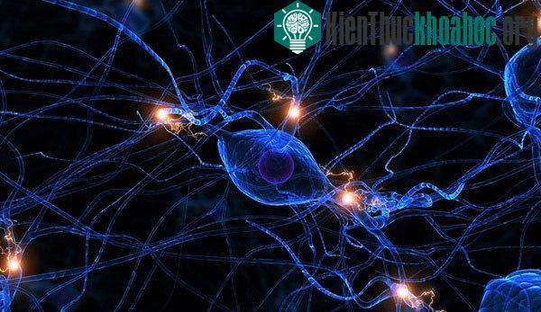 Thiết bị&nbsp;sử dụng những dòng điện yếu để thay đổi độ nhạy của các nơ ron trong não