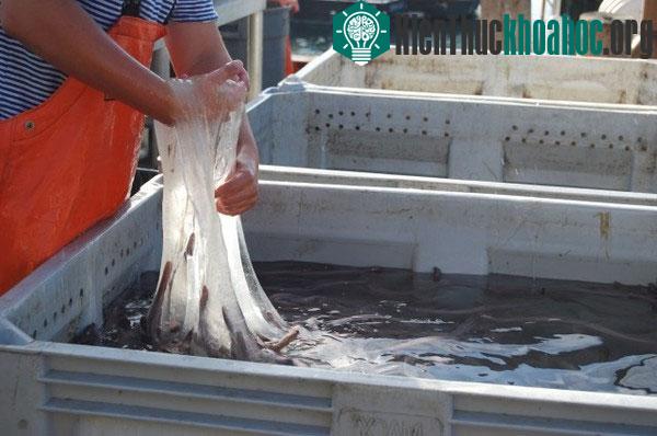 Nghiên cứu chế tạo ra sợi từ chất nhầy của cá