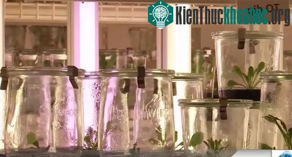 Lốp xe được chế tạo từ hoa bồ công anh