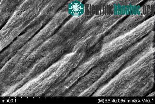 Sợi tiêu huỷ sinh học cứng như thép làm bằng cellulose từ gỗ