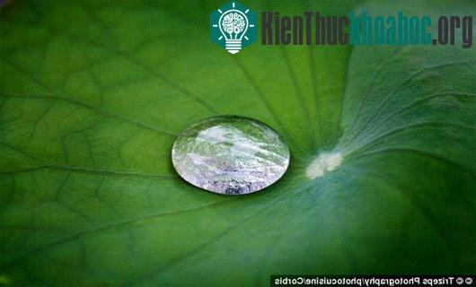 Nghiên cứu được lấy cảm hứng từ lá sen - vật liệu chống nước gần như hoàn hảo trong tự nhiên