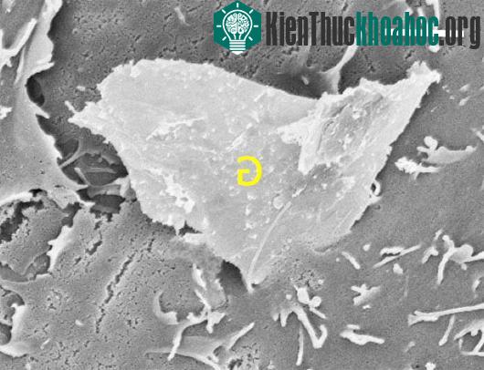 Hình ảnh hiển vi (2 micron) cho thấy góc dưới của một mảnh graphene đâm thủng màng tế bào - các tính chất cơ học như cạnh sắc và góc nhọn có thể khiến graphene gây nguy hiểm cho các tế bào người