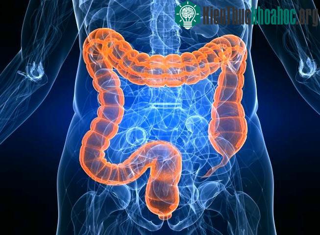 Cơ thể người là "nhà" của hàng trăm loài vi khuẩn