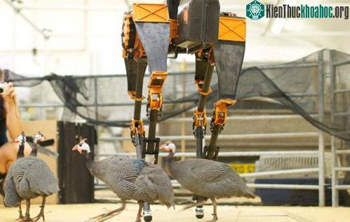10 robot có hình dáng giống động vật