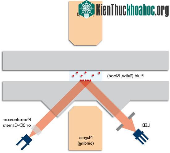 Các phân tử nano từ tính sẽ được giữ lại giữa 2 tấm từ và số lượng những tinh thể này sẽ được đo bởi kỹ thuật quang học dựa vào nguyên lý phản xạ hình ảnh.