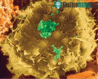 T- Lymphocyte