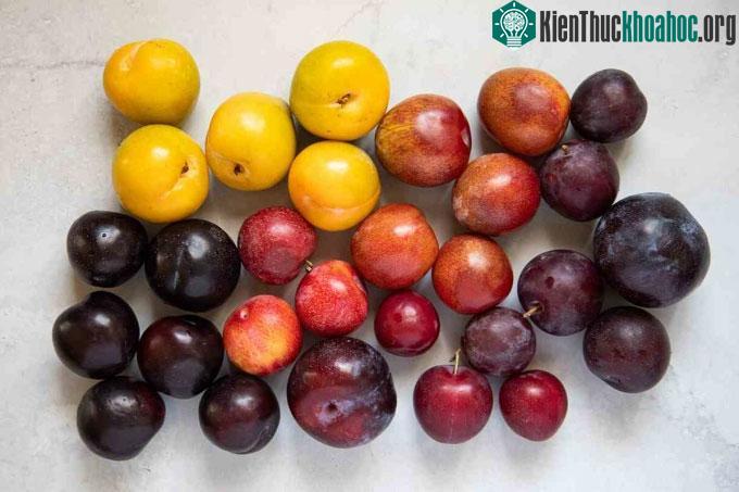 Mận chứa 15 loại vitamin và khoáng chất khác nhau.