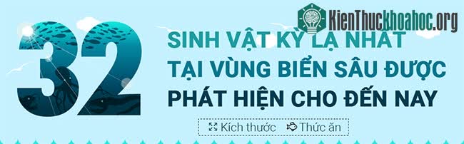Top 32 sinh vật kỳ lạ dưới đại dương sâu thẳm