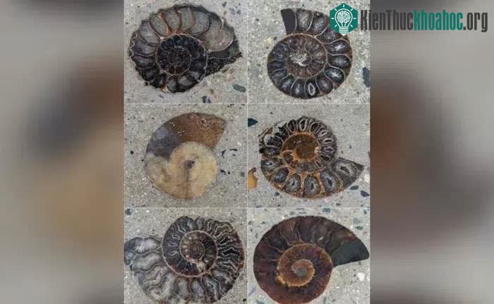 77 hóa thạch cúc đá được gắn vào một lối đi bộ bên ngoài trung tâm thương mại ở Bangkok