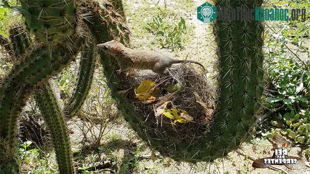 Tổ của chồn Opossum xám đuôi ngắn.
