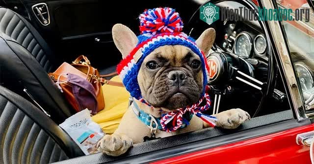 Chú chó Wilbur, thị trưởng đương nhiệm của Rabbit Hash.