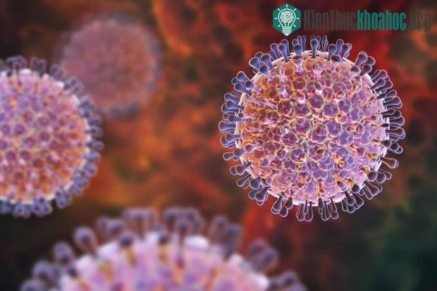 Đường lây truyền chính của virus rota là đường phân - miệng