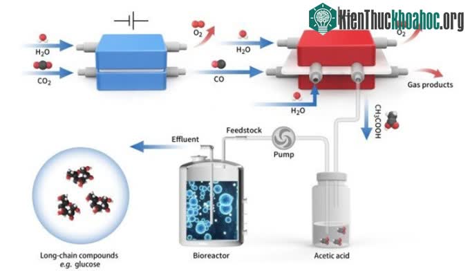 Tiềm năng tổng hợp thuốc và thức ăn nhân tạo từ CO2 ảnh 0