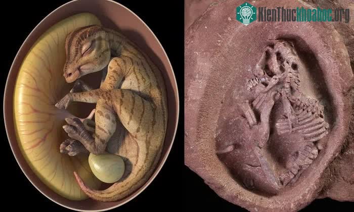 Phôi thai khủng long mỏ vịt hoàn chỉnh nhất thế giới&nbsp;được tìm thấy ở Trung Quốc.