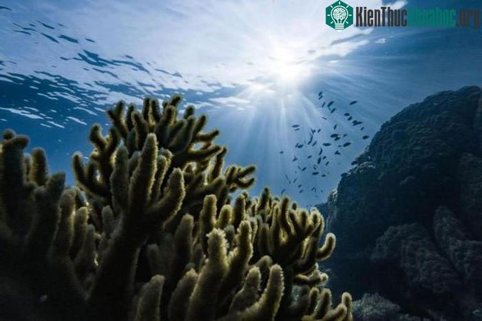 Phát hiện "chiến binh bí ẩn" chống biến đổi khí hậu? ảnh 0