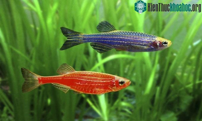 Cá sọc vằn biến đổi gene (Danio rerio) có thể phát quang màu đỏ, xanh dương và xanh lá cây.
