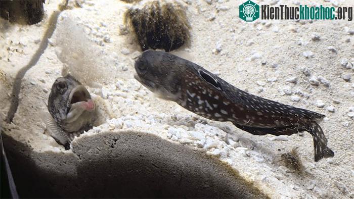 Hai con cá ngậm đầy cát trong mồm rồi bơi tới phía đối thủ phun cát vào mặt.