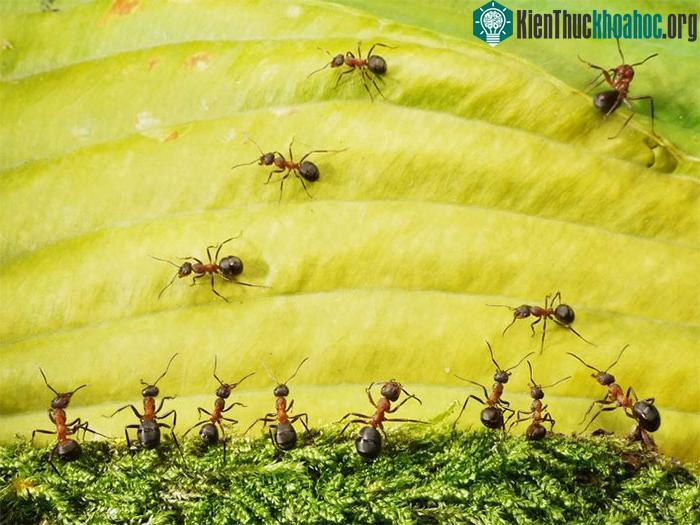 Loai kiến nhỏ bé này có khả năng di chuyển nhanh tới đáng kinh ngạc