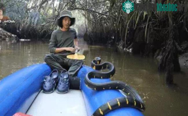 Người đàn ông chọc giận con rắn dữ khiến nó rơi xuống thuyền, kết cục sẽ ra sao? ảnh 0