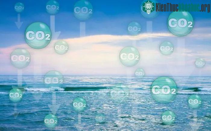 Đây là một loài vi khuẩn mới có khả năng hấp thụ carbon một cách tự nhiên.