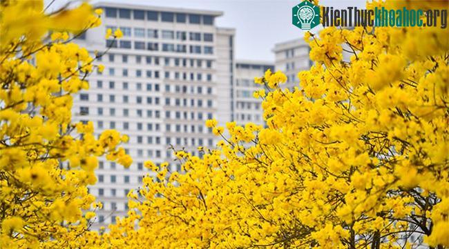Vẻ đẹp nổi bật của cây phong linh hoa vàng.