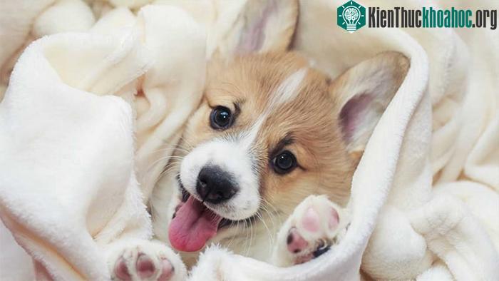Tuổi thọ khác nhau ở các loài chó khác nhau.