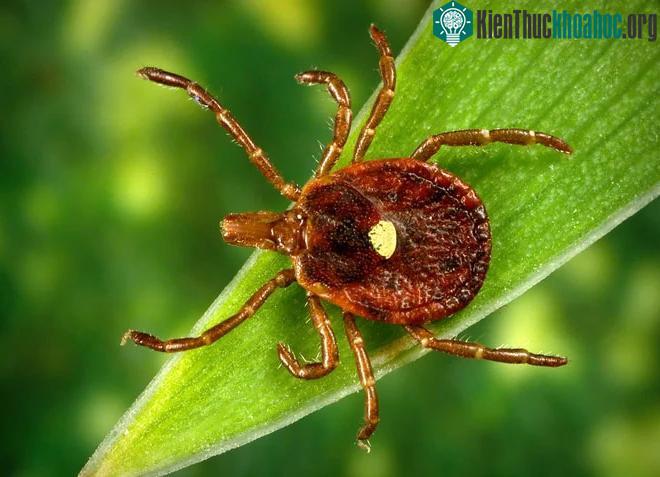 Virus Heartland được tìm thấy trên bọ ve Lone Star Tick, đã gây bệnh cho ít nhất 50 người.