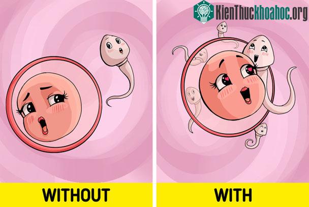 Tăng khả năng sinh sản ở nam giới