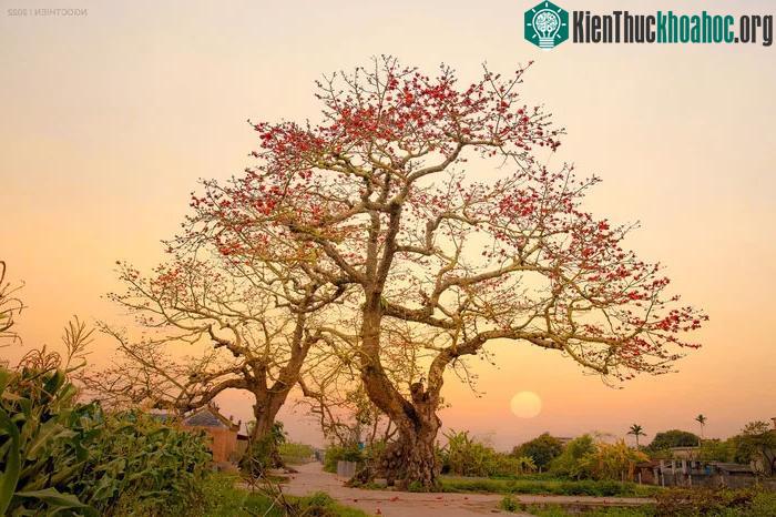 Cây gạo đôi ở cạnh Đình Quán, xã Quang Bình, Kiến Xương, Thái Bình.