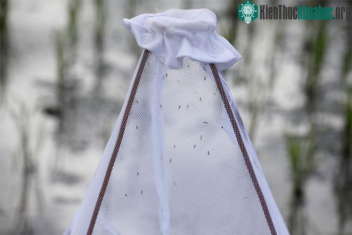 Muỗi Anopheles bị bẫy trong tấm lưới đặt trên cánh đồng lúa