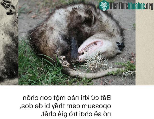 Chồn Opossum