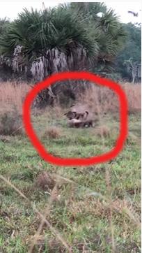 Hai con báo Florida đang "quần thảo" dữ dội.
