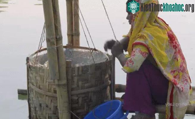 Chiếc bẫy cá bằng tre cực đơn giản.